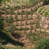 20070810-sheklau-03.jpg